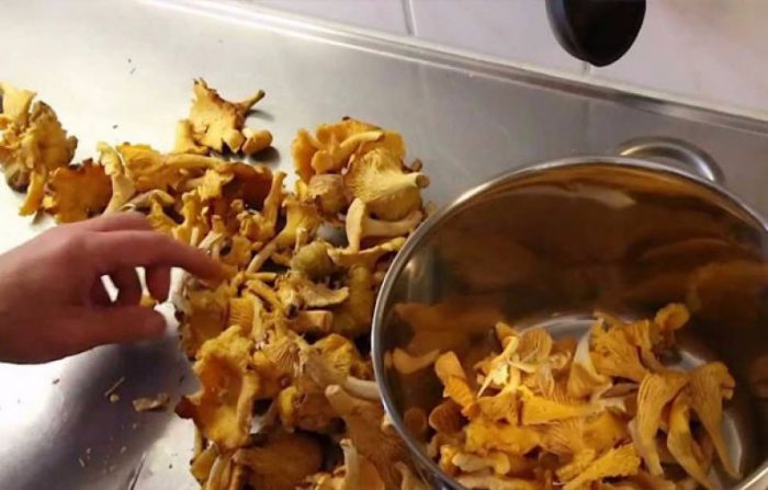 Преимущества редкого гриба - Бархатная лисичка