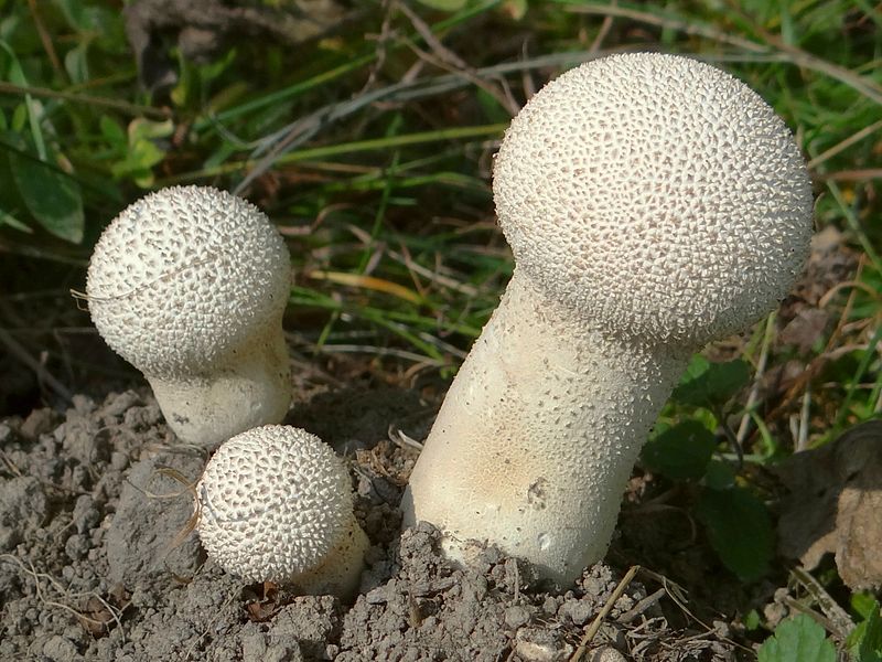 Головастик (род грибов) - Википедия