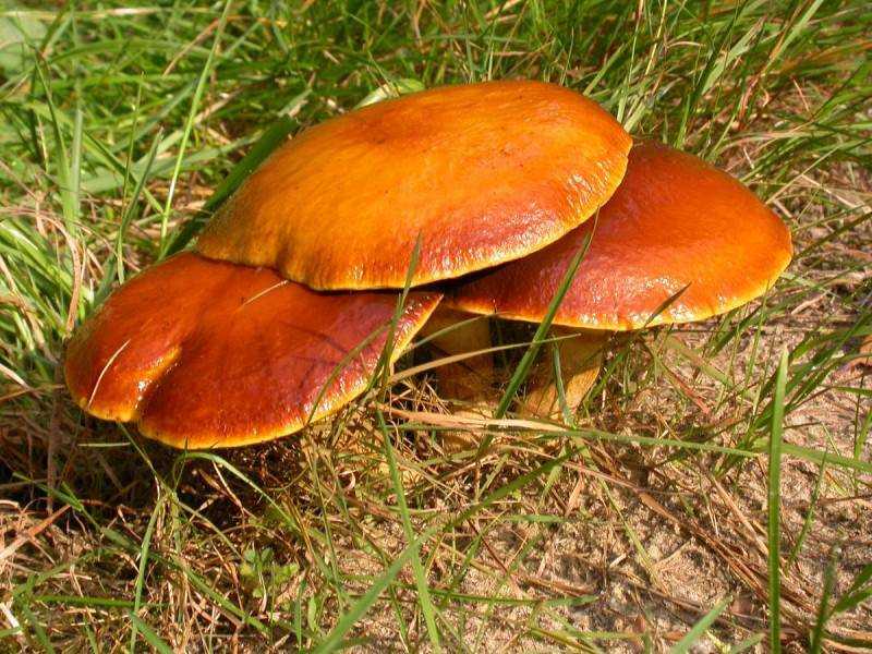 Лиственничный олеандр - описание гриба, где растет, похожие виды, фото ????.