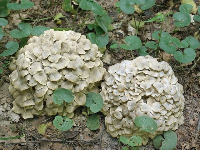 Редкий гриб, не встречающийся в Амурской области, обнаружен в Зейском районе - Амурская правда