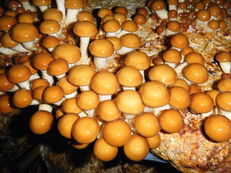 Мицелий гриба огуречника гребенчатого / Pholiota nameko