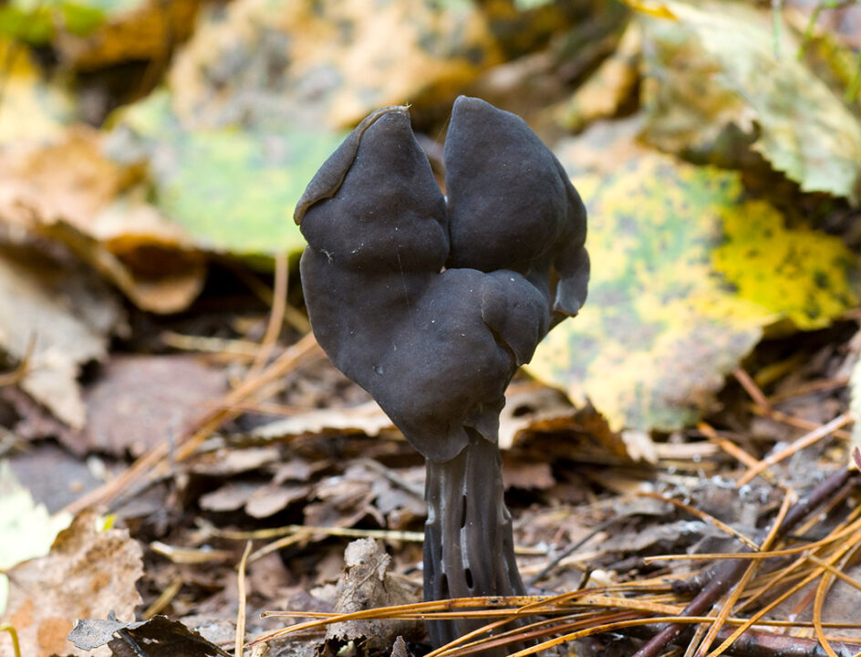 Паслен можжевеловый (Helvella lacunosa) - Сибирский гриб