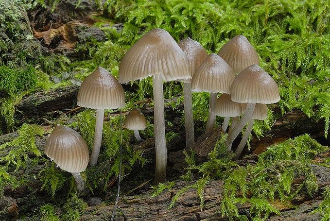 Косые микоризные грибы