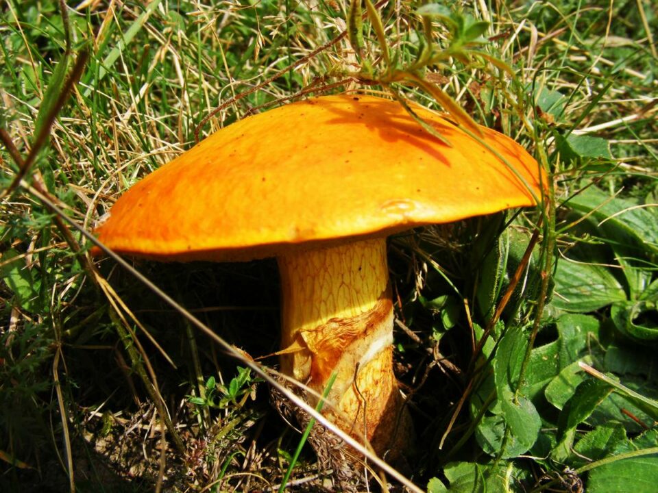 Маленький лиственничный гриб