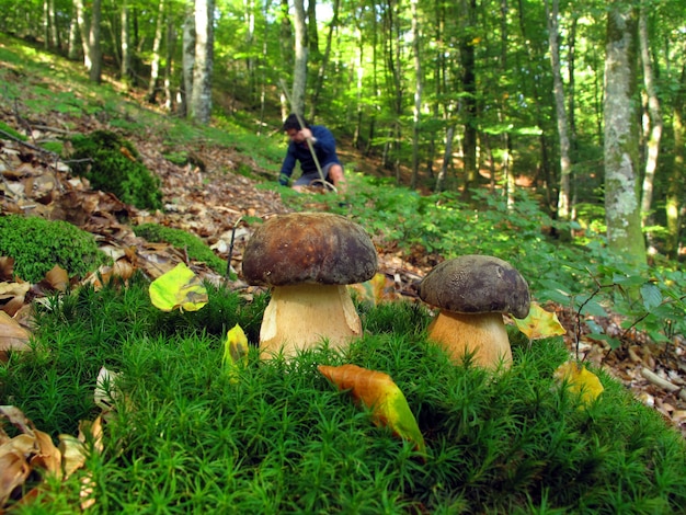 Мужской сбор Подберёзовика, одного из лучших съедобных грибов. | Премиум фото