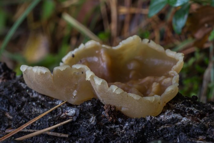 Пецица изменчивая: съедобный гриб или нет