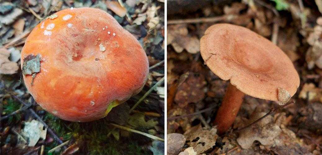 Как выглядят грибы подокарпусы｜Lifestyle｜Selden News