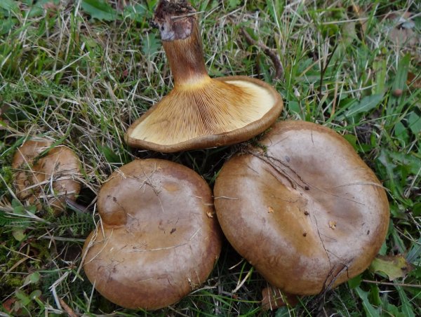 Черный сельдевый гриб (42 фото)