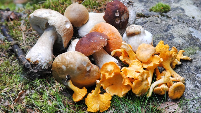 Лесные грибы: польза или риск