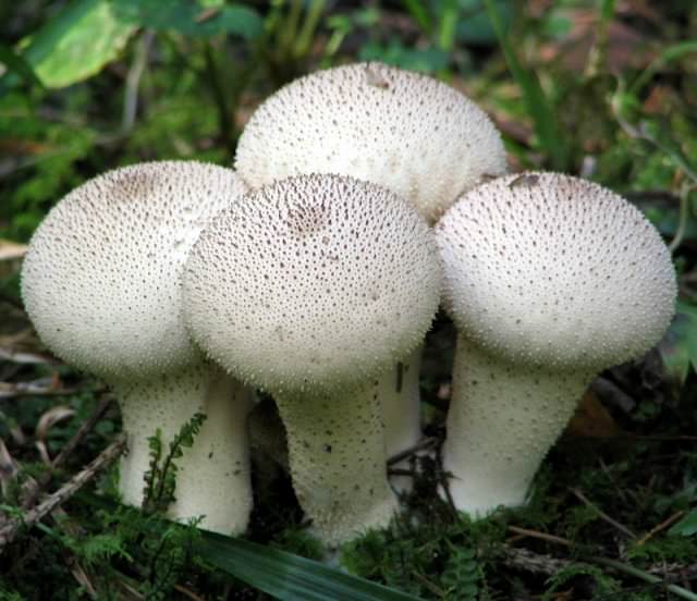 Головастики грибов, фотография, описание. Выращивание гигантских головастиков. Фармакологические и лекарственные свойства головастиков