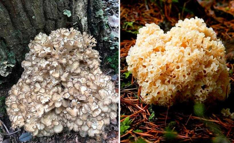 1 - Растущие грибы 2 - Прорастание грибов