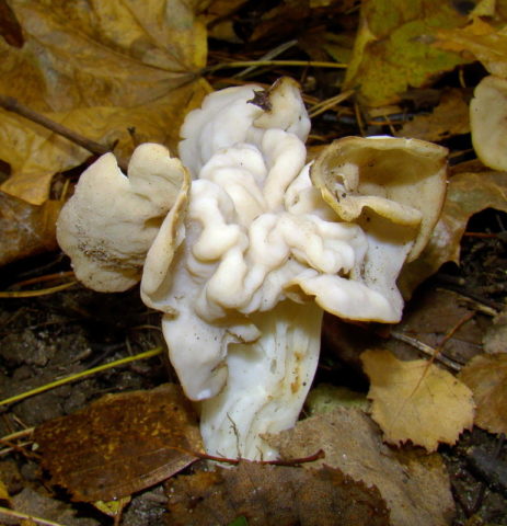Сморчок (строчок) гигантский — гриб похожий на мозги