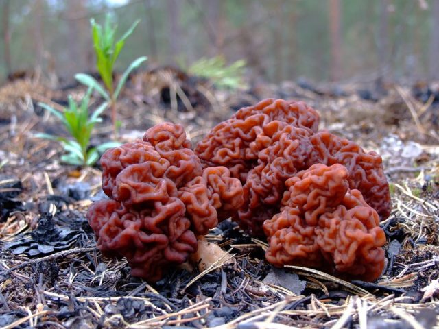 Сморчок (строчок) гигантский — гриб похожий на мозги