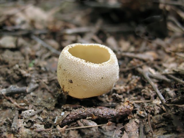 Пецица изменчивая: съедобный гриб или нет