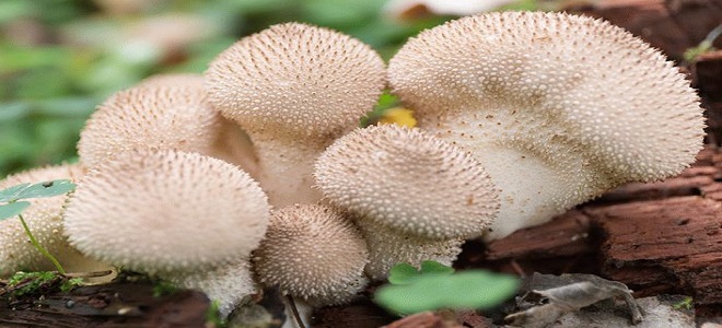 Как выглядит гриб тропического леса?