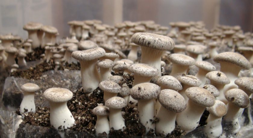 Выращивание грибов в домашних условиях: для начинающих (видео)