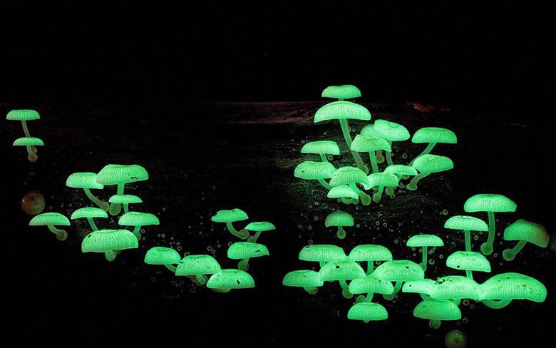 Светящийся в темноте гриб. Интересные факты