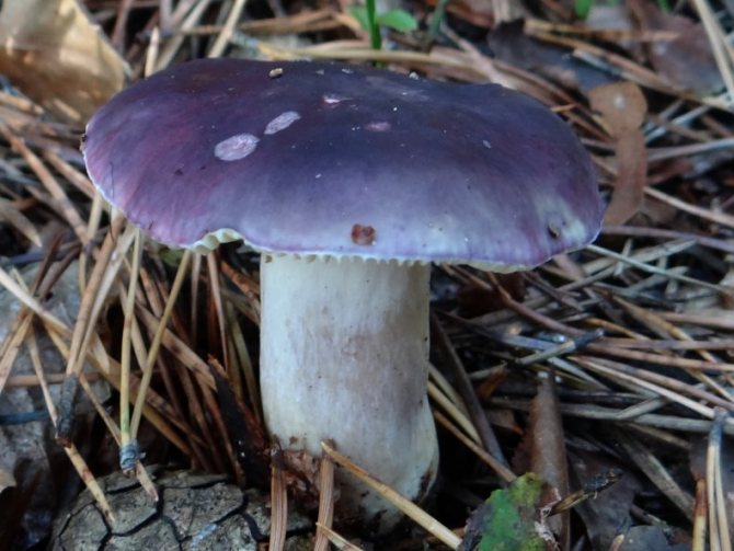 Съедобен ли фиолетовый белый гриб