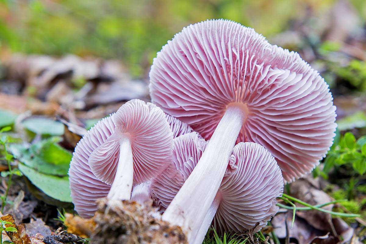 Mycena inclinata: виды и опасные свойства грибов | Еда и здоровье