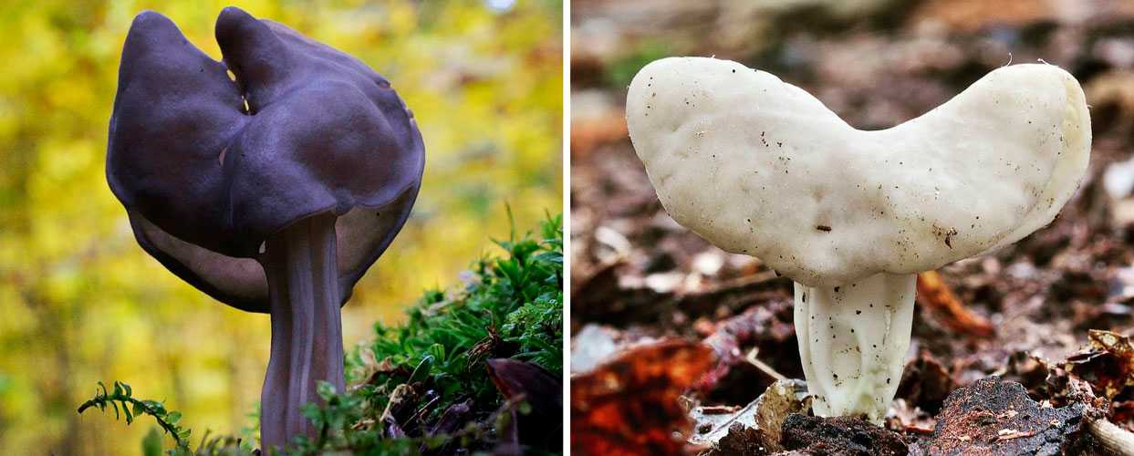 Спатула лакуноза - описание гриба, где растет, похожие виды, фото ????.