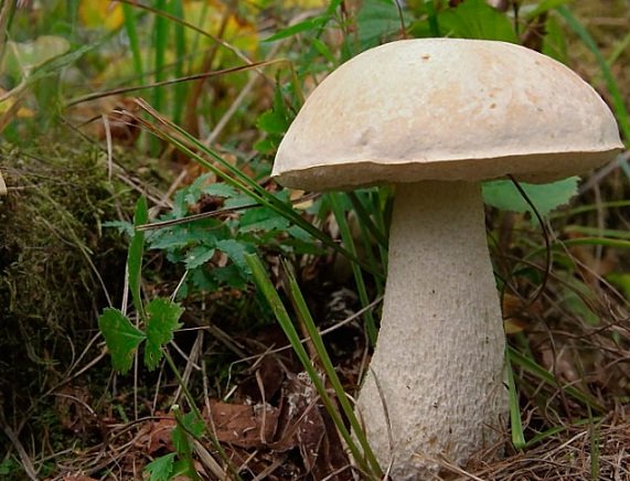 Подберезовик: описание, виды, где и когда собирать грибы