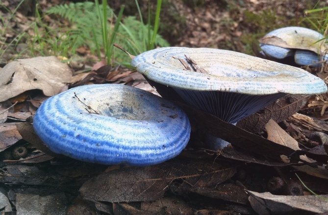 Чудеса природы: какие бывают необычные грибы?