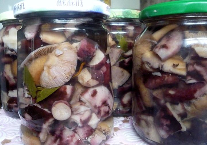 Рецепт маринования черных молочных грибов с фруктовыми листьями и чесноком