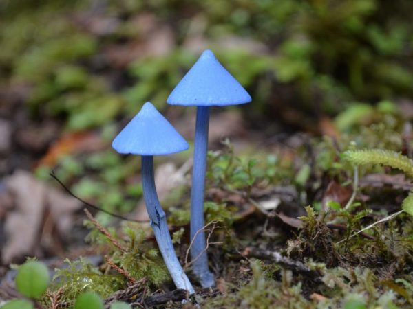 Удивительные редкие грибы со всего мира - Дневник садовода semena-zdes.ru