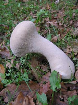 Фотографии грибов. Детские картинки белых грибов (32 картинки)