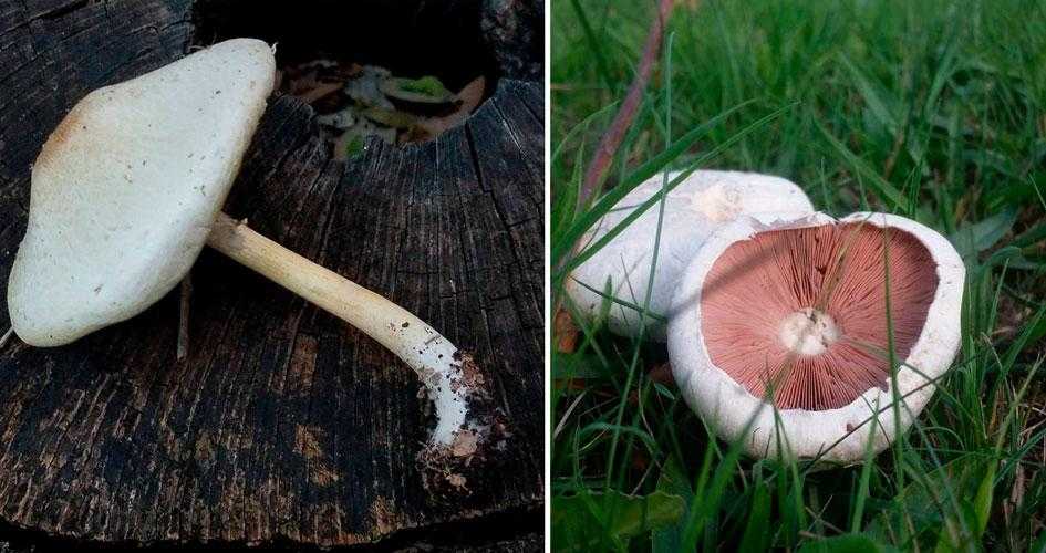 1 - Коронный гриб 2 - Полевой гриб