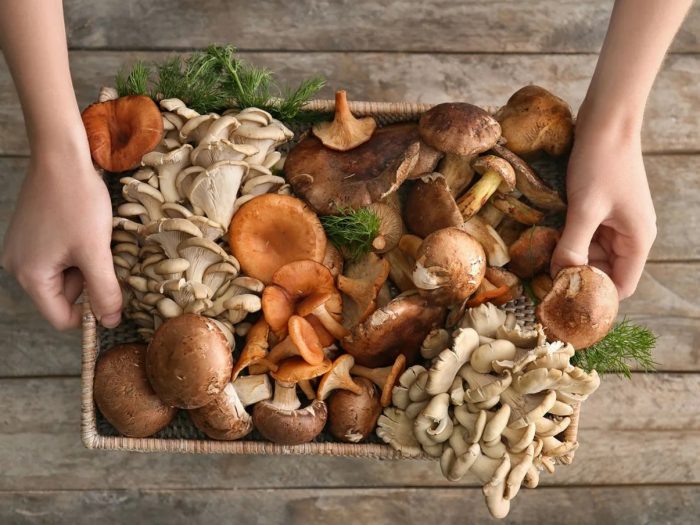 Как приготовить грибы из леса — ТОП-22 рецепта на любой вкус