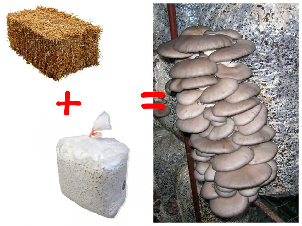 Выращивание грибов в домашних условиях - Как собрать 3 абрикосовых гриба с одного блока?
