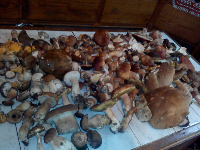 Как квасить грибы в домашних условиях