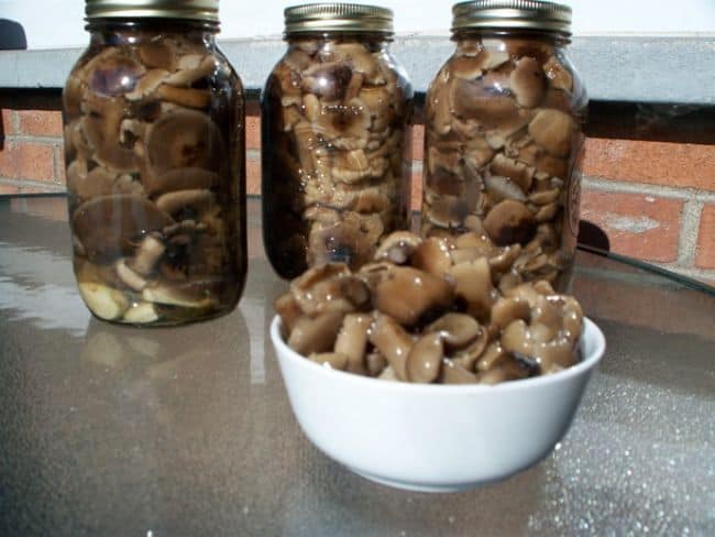 Как приготовить грибы рядовки на зиму