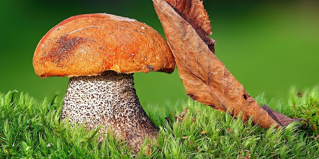 Подосиновик - описание, виды, где растет, ложный гриб, фотографии