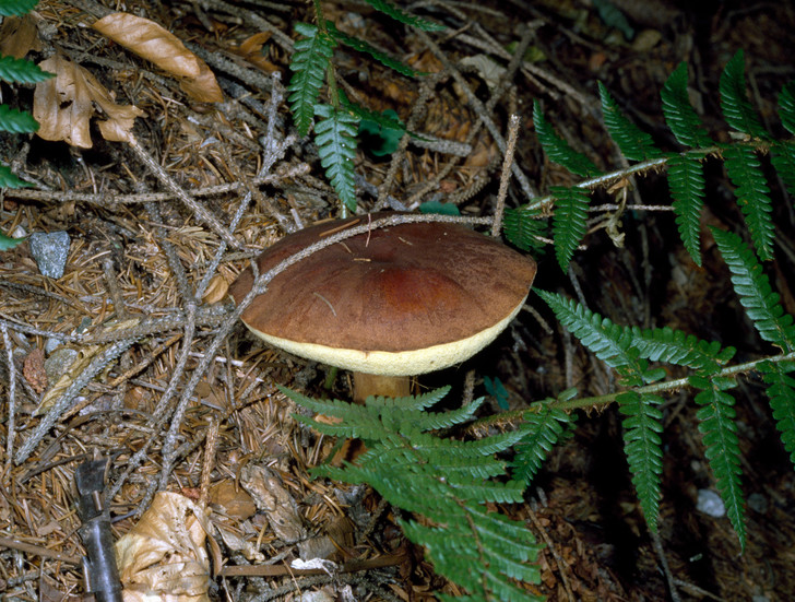 Описание польского пуговичного гриба
