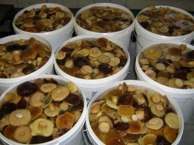 Как солить грибы на зиму: простые рецепты