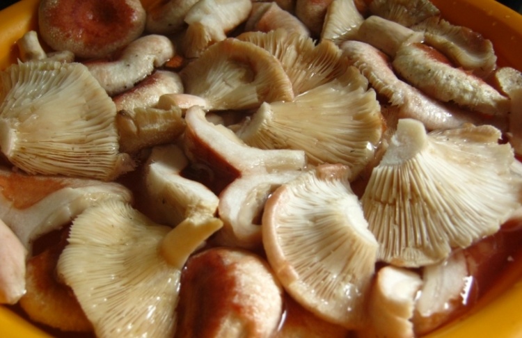 Рецепт приготовления грибов боровиков