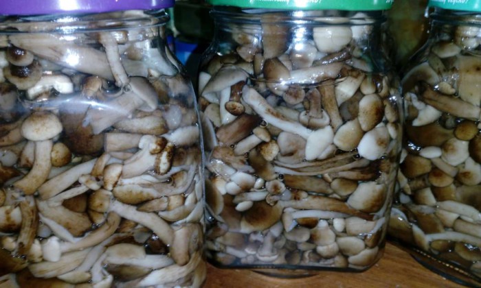 Как квасить грибы в домашних условиях