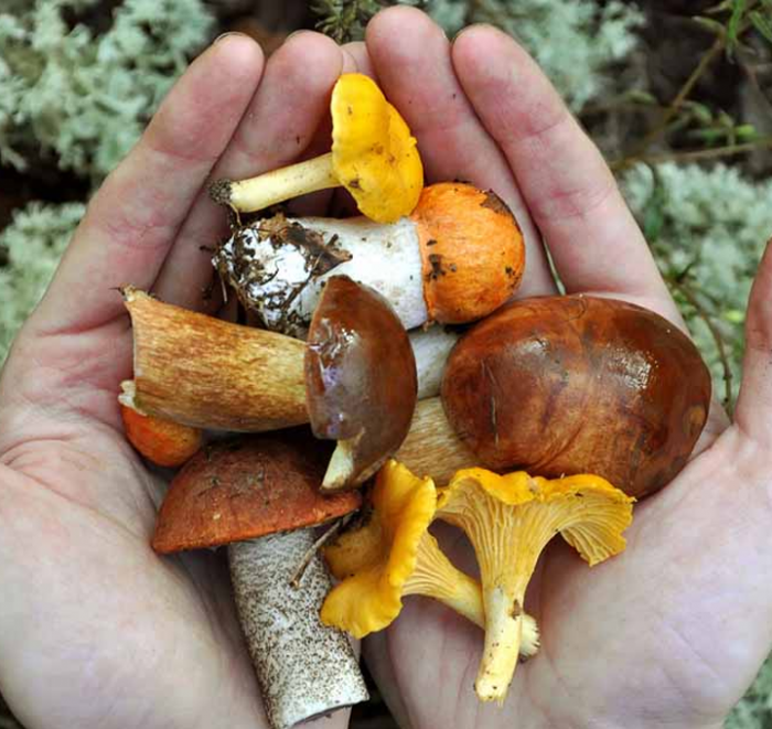 Сколько варить грибы для засолки по времени и лучшие рецепты приготовления