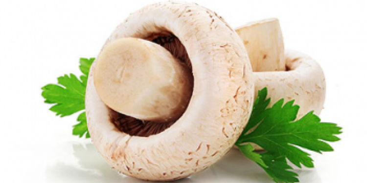 Свежие грибы - фото и калорийность, описание пользы и вреда