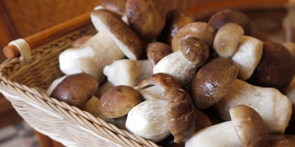 Рецепт приготовления маринованных белых грибов. Консервирование грибов на зиму: рецепты домашнего приготовления. Заготовка маринованных белых грибов на зиму