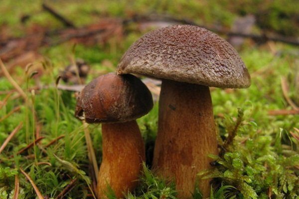 Моховой гриб: описание, фото, выращивание, полезные свойства
