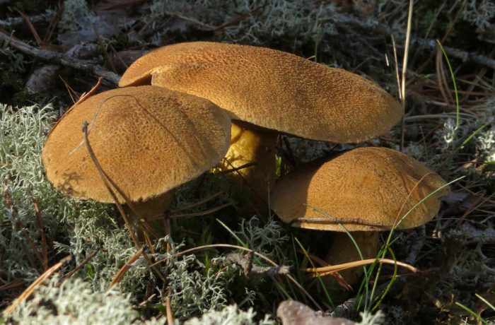 Что можно сделать с грибами моховиками