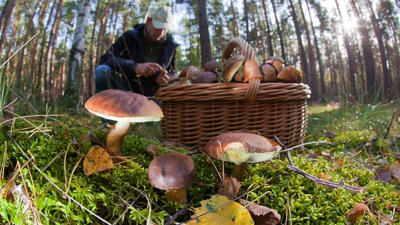 Сборщики грибов из Подмосковья хвастаются своими