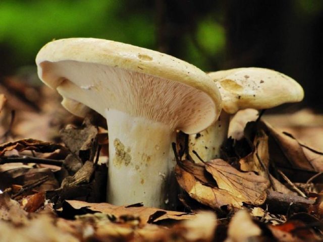 Поддельный молочный гриб: фото похожих грибов, как отличить белый от настоящего, на что он похож, как распознать поддельный молочный гриб