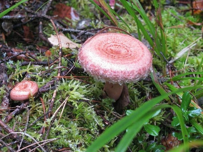 Розовый боровик: все ли вы знаете о двоюродном брате гриба?