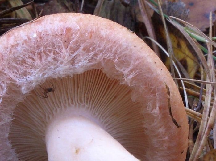 Розовый гриб: все ли вы знаете о двоюродном брате гриба?