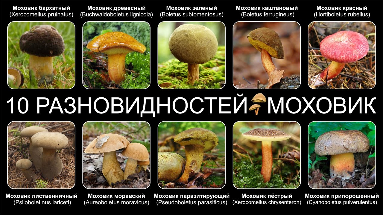 Топ-10 отличий моховых грибов - YouTube