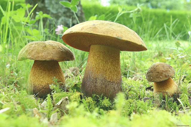 Моховой гриб фото и описание, где растет моховой гриб, виды мохового гриба.